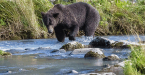 A bear looking for salmon at herring cove in ketchikan alaska on a sunny day.