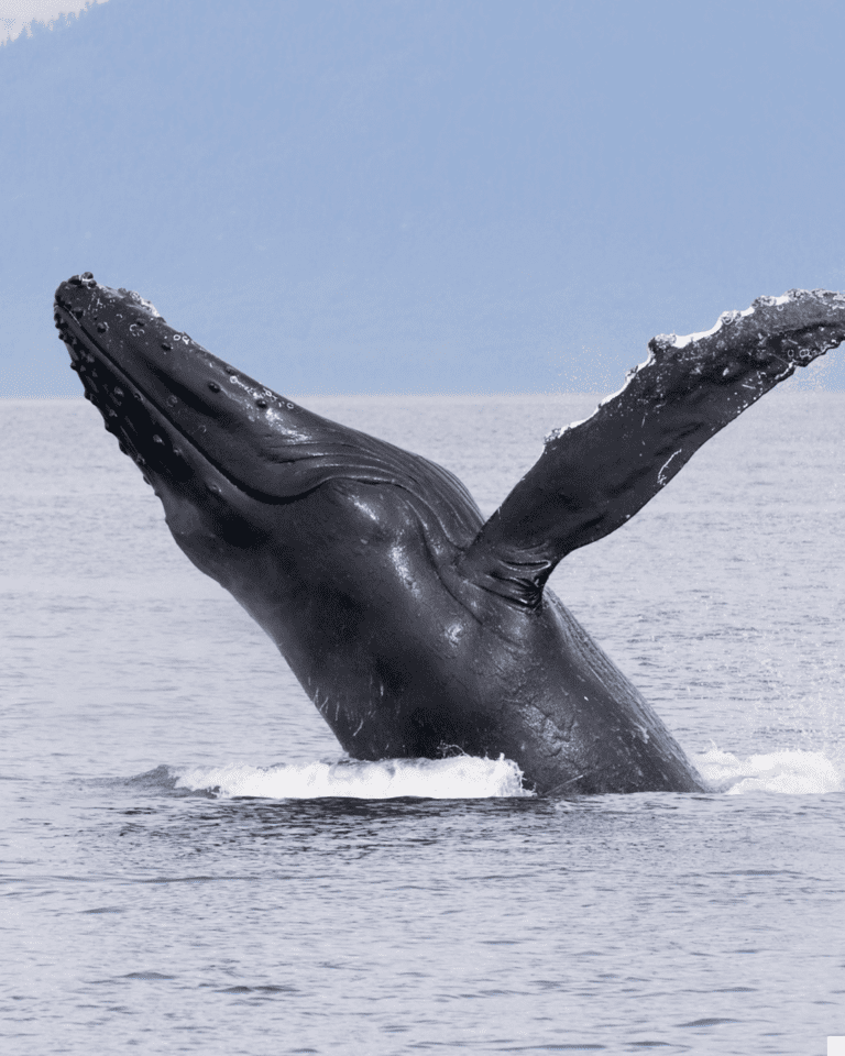 humpback whale breaching in Ketchikan, Alaska