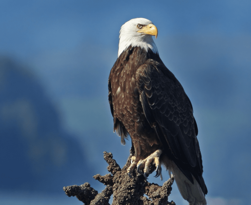 A bald eagle that's sitting on a branch on a ketchikan alaska tour.