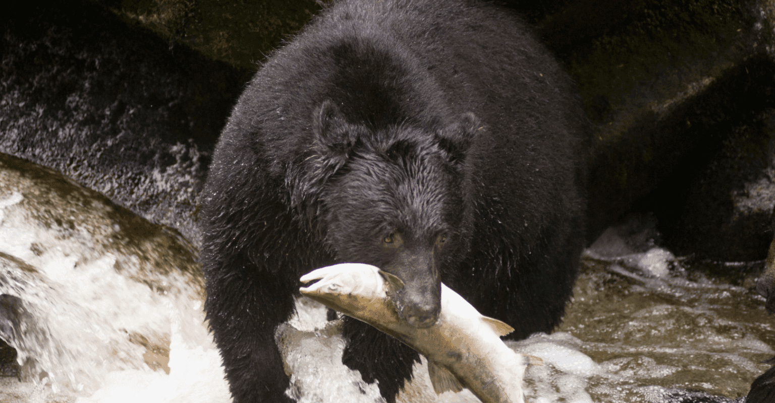 A black bear with a salmon in its mouth walking out of the river on a cloudy day.