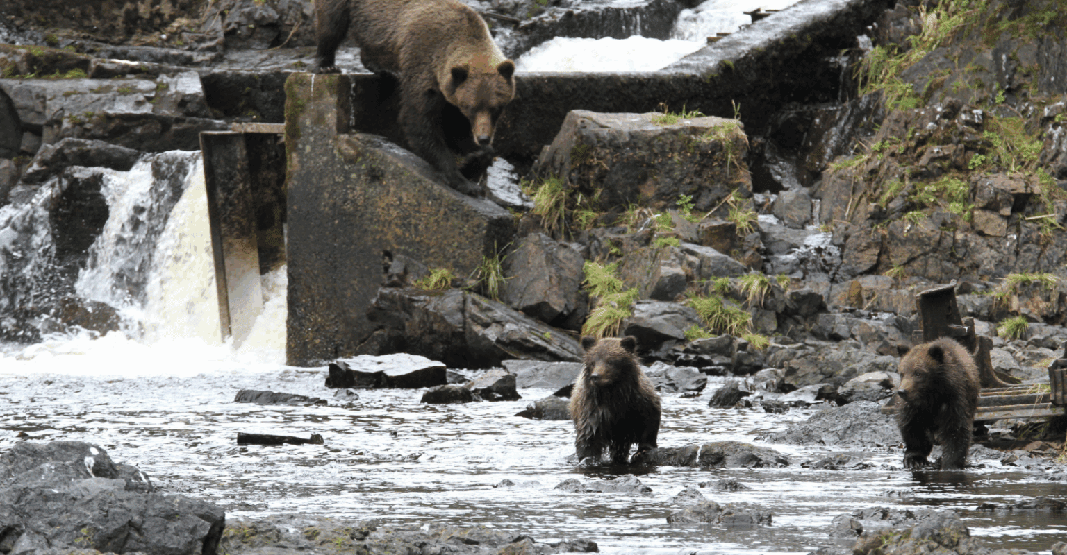 A mom black bear with 2 cubs in the river at herring cove on a cloudy day.