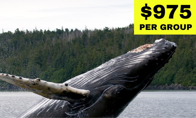 Ketchikan Alaska Private Wildlife Safari & Sightseeing Tour - image of a humpback whale jumping out of the water on a cloudy day